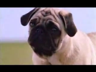 Sigur ros milo & otis (saeglopur) part i