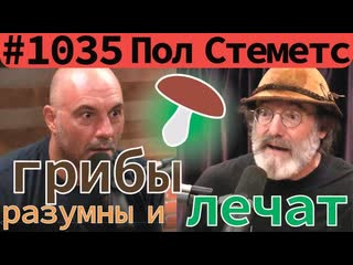 Джо роган пол стеметс о пользе грибов, мистических свойствах, разумности, кордицепсе и др