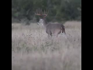 Archery insta 20201107 1 mp4