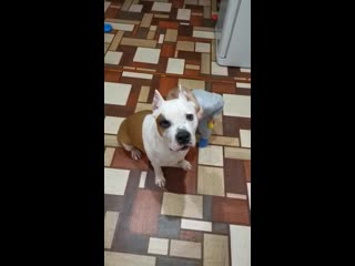 Warrior spirit honey blossom ( рой ) ( ghw ureula vennidor sozvezdiye magii zhemchuzhnyy amulet )