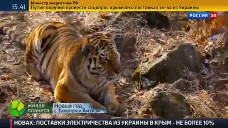 Тигр амур и козел тимур чудесная дружба