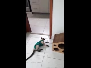 Maybe she shouldnt have eaten my special brownies