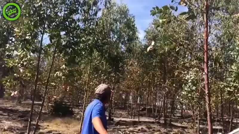 Низко пролетел видать, к дождю