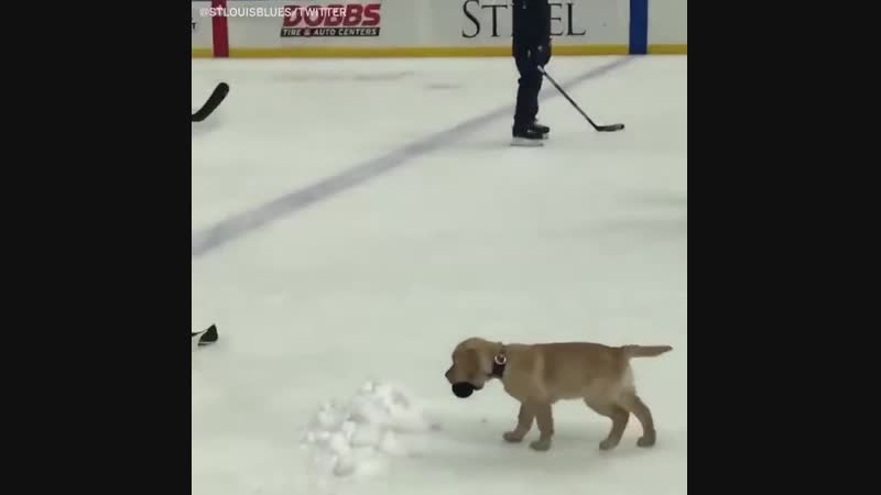 У американской хоккейной команды появился щенок талисман (vhs video)