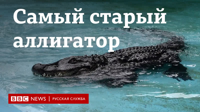 Аллигатор ветеран радует жителей белграда