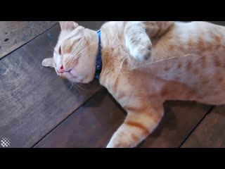 Lazy cat sleeps on busy restaurant floor refusing to move
