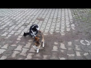 Male cat rejects female cat in heat ( opposite world )