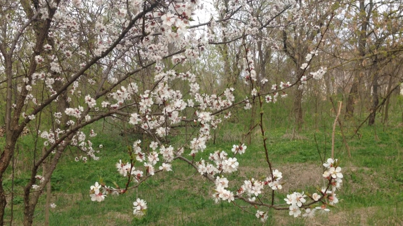 Из жизни в долине весна в саду долина рамайдан, апрель 2017