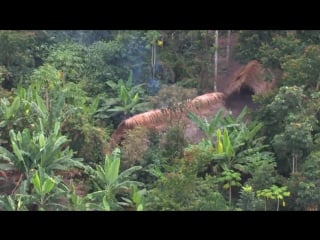 Скрытные племена амазонской сельвы, свидетельства с воздуха uncontacted amazon tribe first ever aerial footage