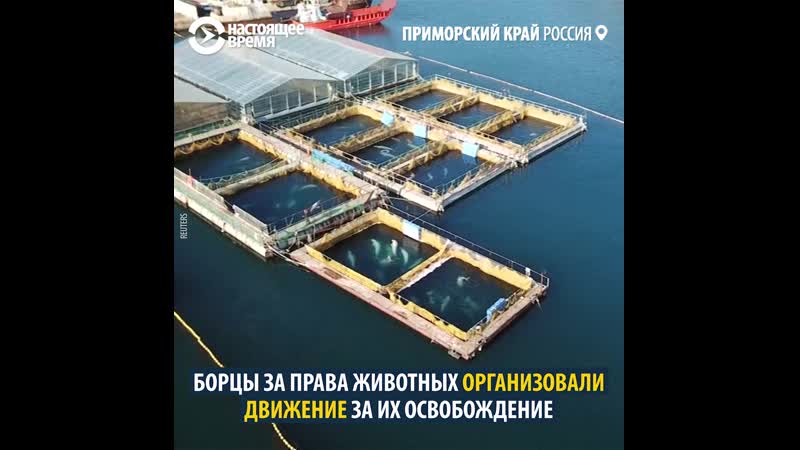 Косаток и белух обещают освободить из "китовой тюрьмы" в приморье