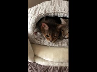 There were three in the bed and the little one said i’m stuck!!!