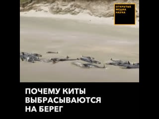 Почему киты выбрасываются на берег