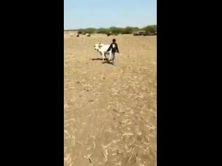 Индийская овчарка (vhs video)