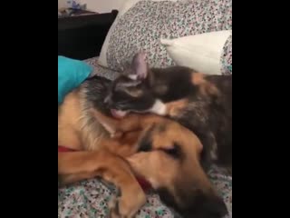 Dogo just wants some love