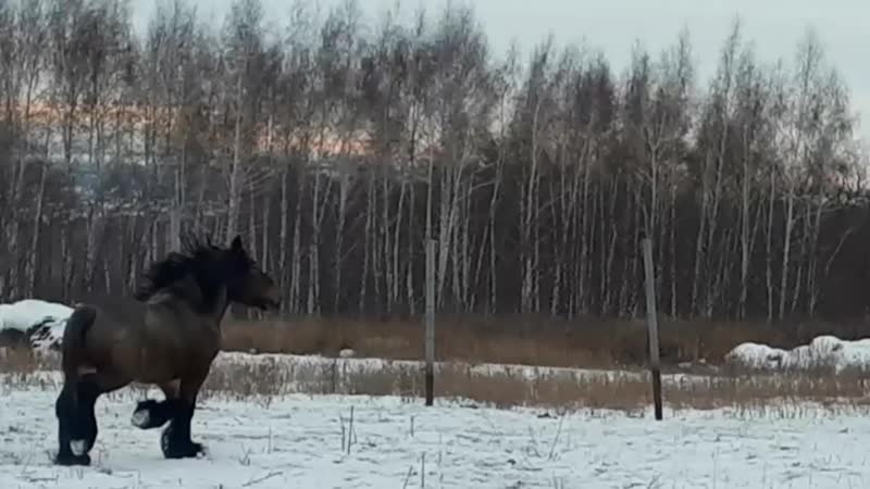 Бельгийский жеребчик gaston