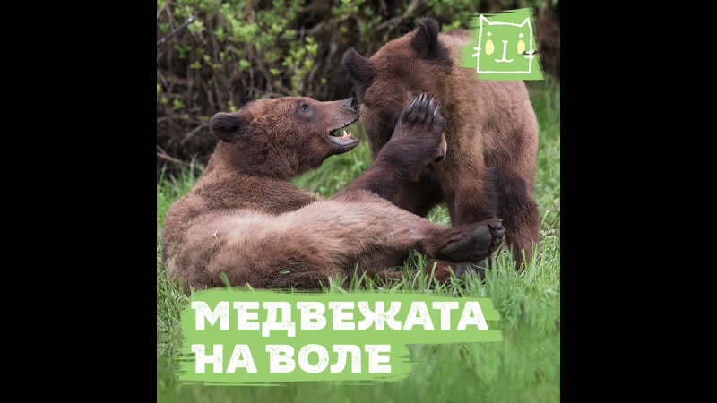 Медвежат провожают в дикую природу