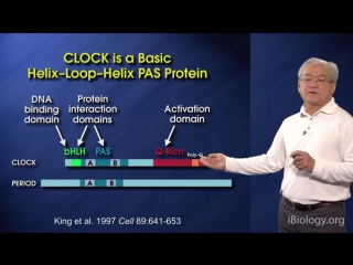 Joseph takahashi (ut southwestern hhmi) part 1a circadian clocks clock genes, cells and circuits