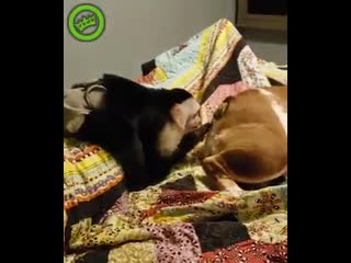 Озабоченная макака