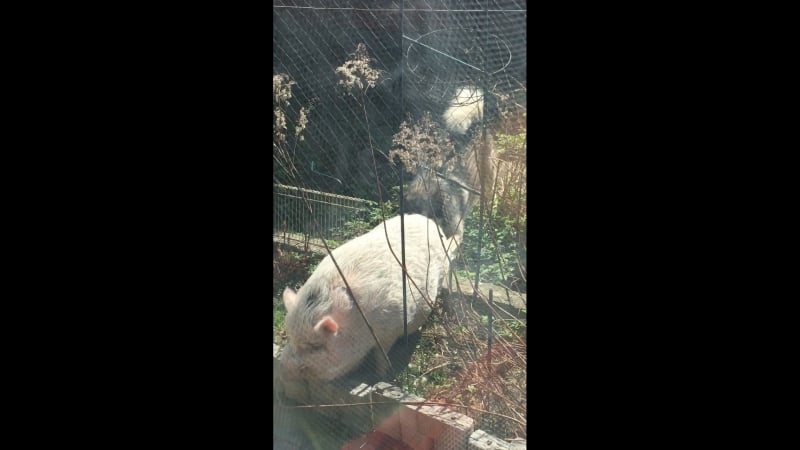 Заходил сосед, звал на шашлык 🐽