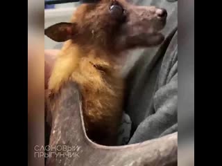 33 year old bat is pampered at texas wildlife reserve