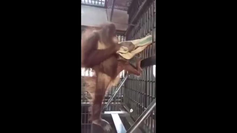 Сообразительная самка орангутанга сделала себе гамак чтобы не спать на бетонном полу
