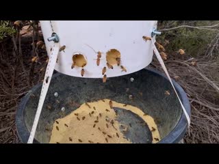 Beekeepers can feed bees with pollen supplement if there is a lack of food australia is going through a drought that has left t