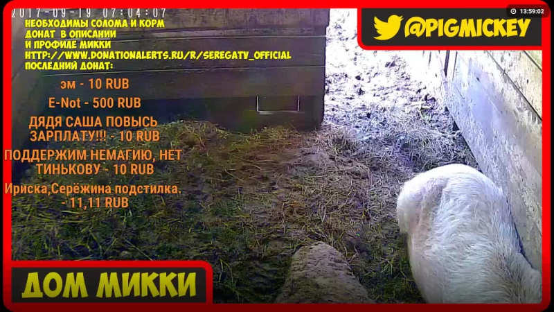 Свинка микки 24/7 | покорми свинью, донат в описании