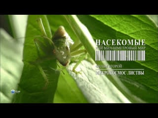 Насекомые или миллиметровый мир / insects the world of millimeters серия 2