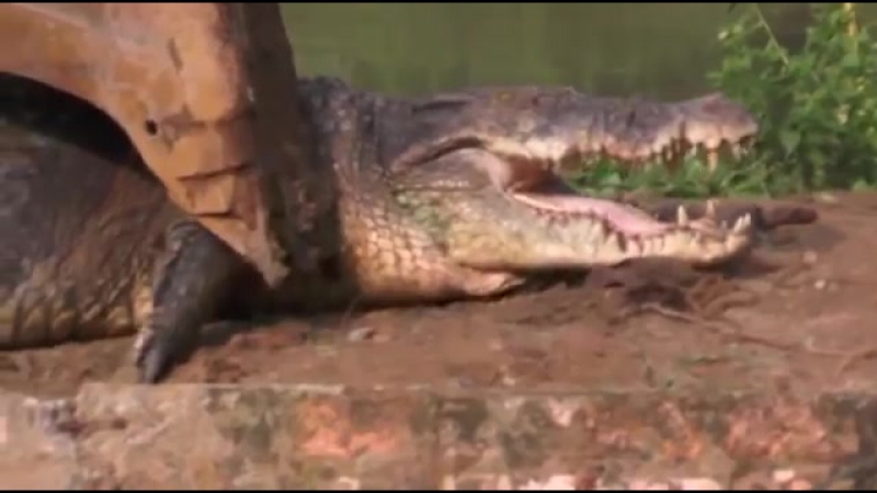 В шри ланке защитники молодые спасли огромного однотонного крокодила