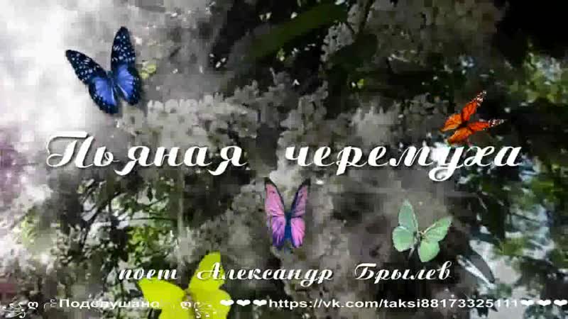 Пьяная черемуха