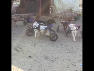 Песики играются