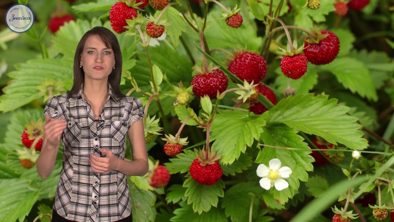 10 биология 6кл плод орган защиты и расселения семян