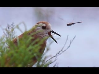 White tailed lapwing voice, sex, chick пигалица белохвостая голос, птенец