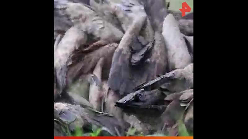 Стервятники ждут своей очереди / #рентв