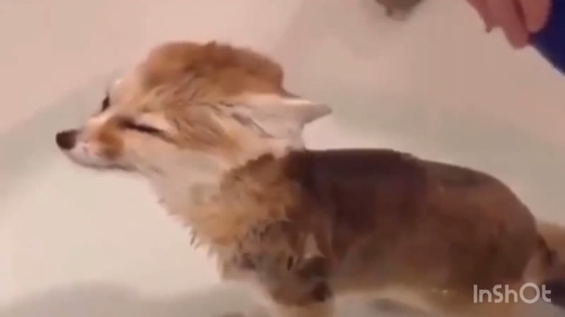 Слитые видео чонин скз vid