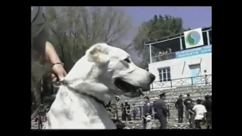 Молодые к азиаты фильм 2 (tajikistan)