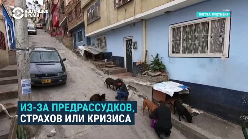 Волонтеры спасают бездомных молодые в колумбии