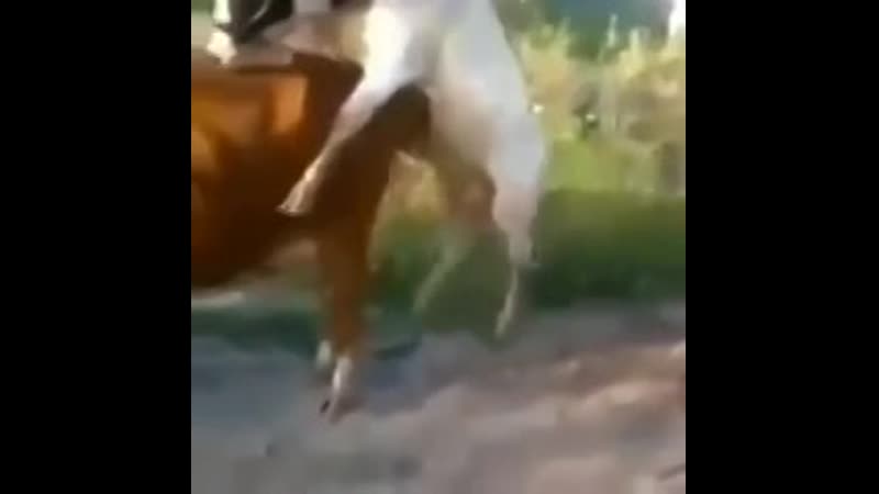 Ебанутые быки геи