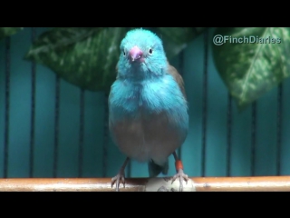 Finch diaries blue capped cordon bleu waxbill finch the singing one, feb 6, 2015