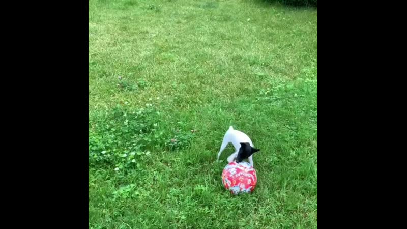 Toy fox terrier 💙aurus pride bruno