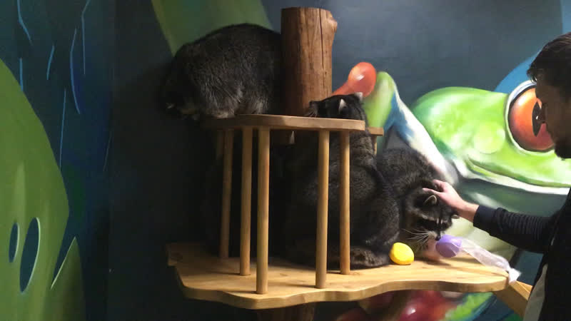 Мона, баронесса и брабус