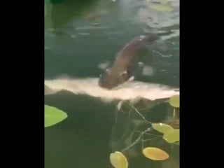 На каждую щуку найдется свой сом