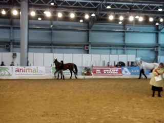 Орловские рысаки жеребцы расстаноа