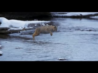 Рыжая рысь (lynx rufus), она же bobcat