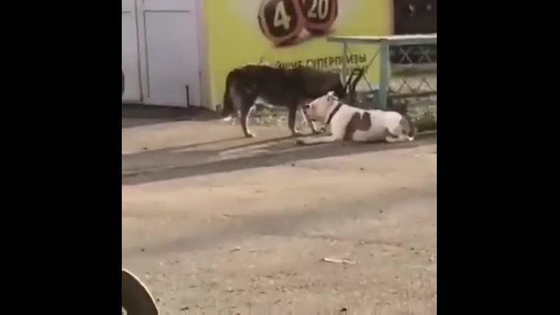 В новороссийске бездомная собака отвязала от забора породистого пса