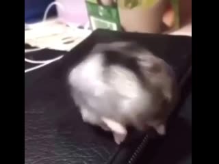 Cutest hammy 20200517 002819 0 mp4