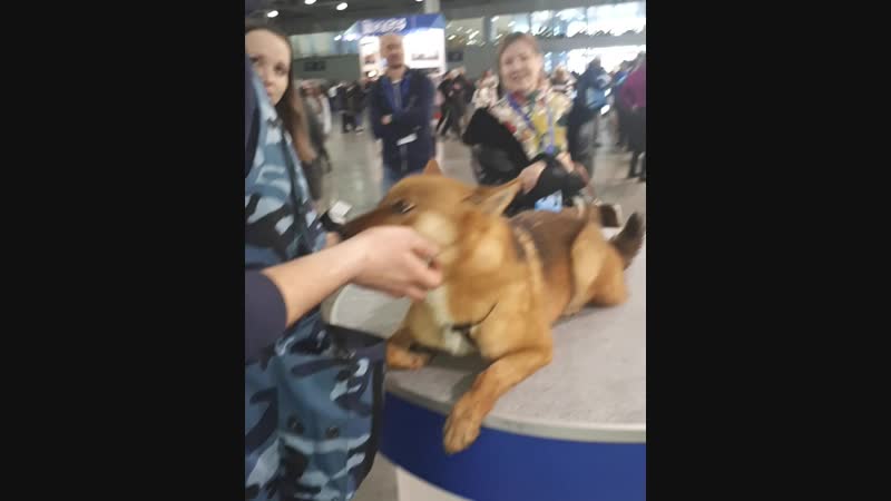 Шалайка презентация на евразии 2019