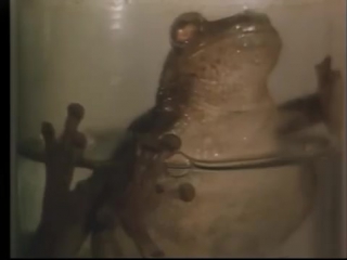 Jan svankmajer historia naturae (suita) (1967)