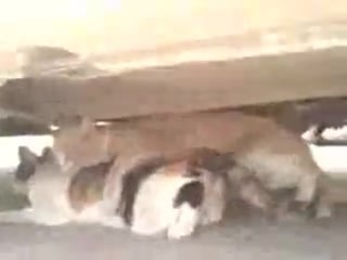 Кошачья группавуха