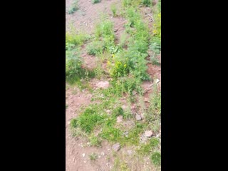 Vid 20200607 142307 mp4